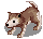 DESERT_WOLF_B