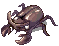 KIND_OF_BEETLE