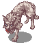 COYOTE